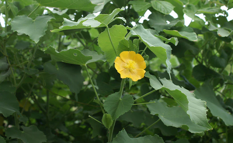 Therapeutic relevance of Bala (Sida cordifolia Linn.) and Atibala (Abutilon indicum Linn.) in musculoskeletal disorders